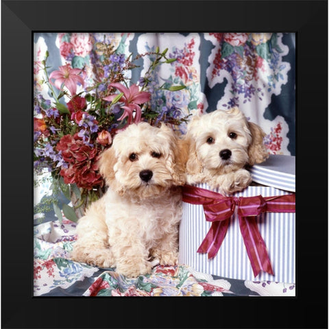 Puppies in giftbox Black Modern Wood Framed Art Print by Hoenderkamp, Patrick
