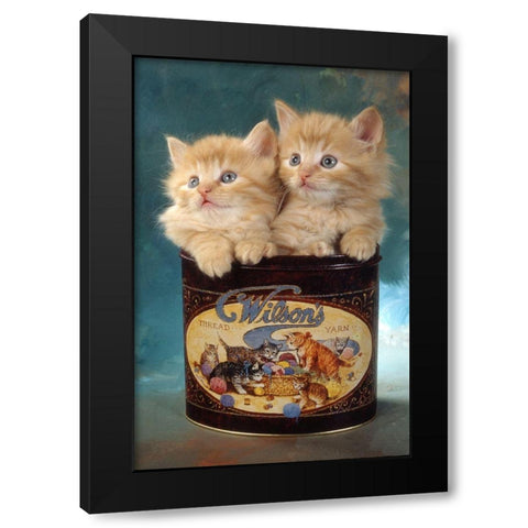 kittens in tin Black Modern Wood Framed Art Print with Double Matting by Hoenderkamp, Patrick