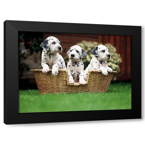 dalmatian puppies Black Modern Wood Framed Art Print by Hoenderkamp, Patrick