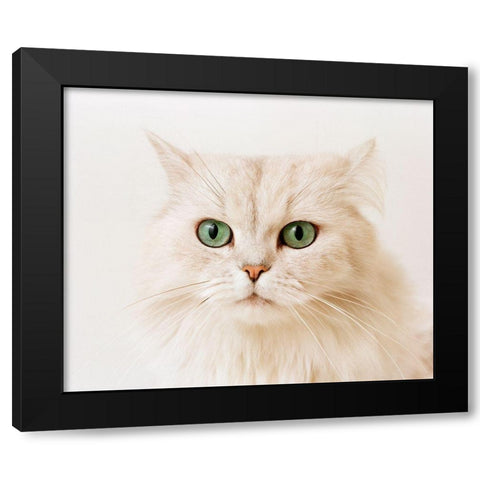 white cat Black Modern Wood Framed Art Print by Hoenderkamp, Patrick