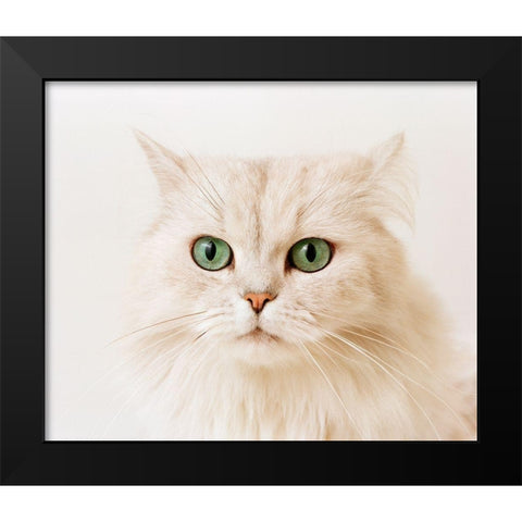 white cat Black Modern Wood Framed Art Print by Hoenderkamp, Patrick