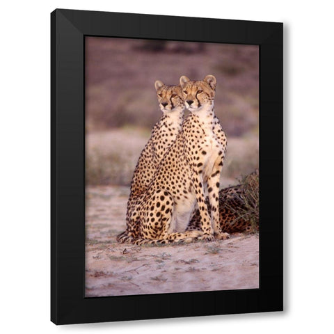 leopard Black Modern Wood Framed Art Print with Double Matting by Hoenderkamp, Patrick