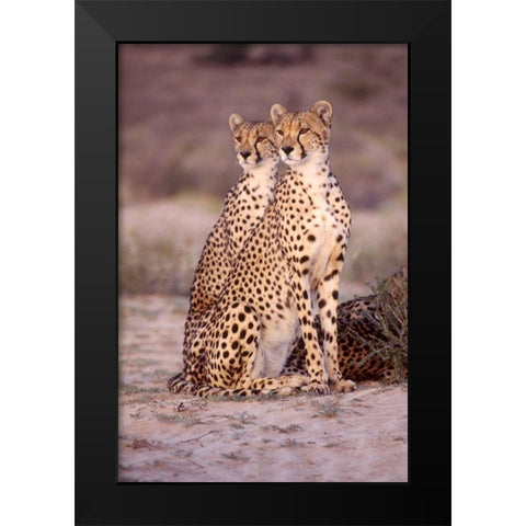 leopard Black Modern Wood Framed Art Print by Hoenderkamp, Patrick
