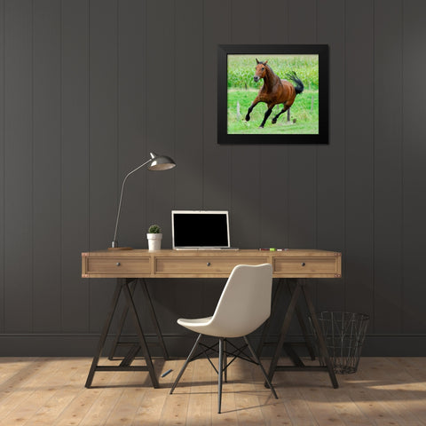 Running horse Black Modern Wood Framed Art Print by Hoenderkamp, Patrick