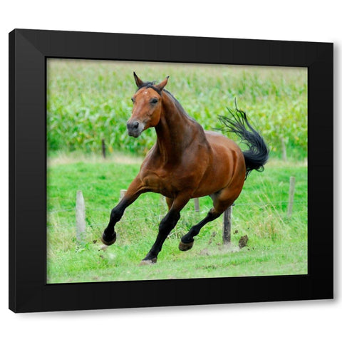Running horse Black Modern Wood Framed Art Print with Double Matting by Hoenderkamp, Patrick