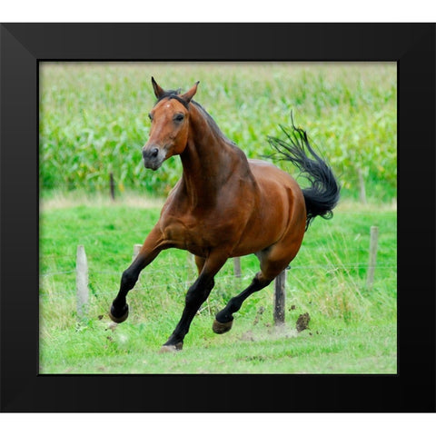 Running horse Black Modern Wood Framed Art Print by Hoenderkamp, Patrick