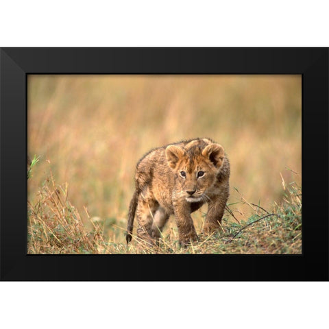 lion pup Black Modern Wood Framed Art Print by Hoenderkamp, Patrick