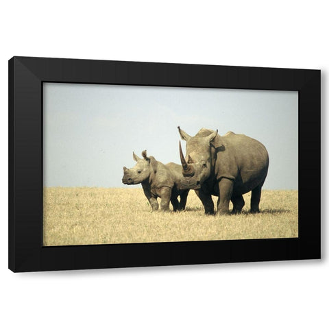 Rhino family Black Modern Wood Framed Art Print by Hoenderkamp, Patrick