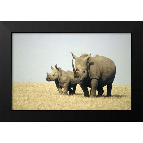 Rhino family Black Modern Wood Framed Art Print by Hoenderkamp, Patrick