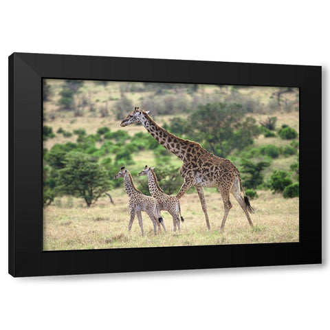Giraffe family Black Modern Wood Framed Art Print by Hoenderkamp, Patrick