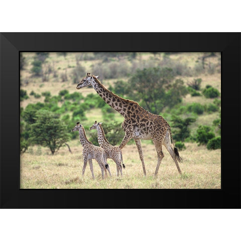 Giraffe family Black Modern Wood Framed Art Print by Hoenderkamp, Patrick