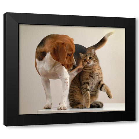 cat and dog Black Modern Wood Framed Art Print with Double Matting by Hoenderkamp, Patrick