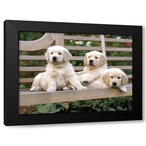 relaxed labradors Black Modern Wood Framed Art Print with Double Matting by Hoenderkamp, Patrick