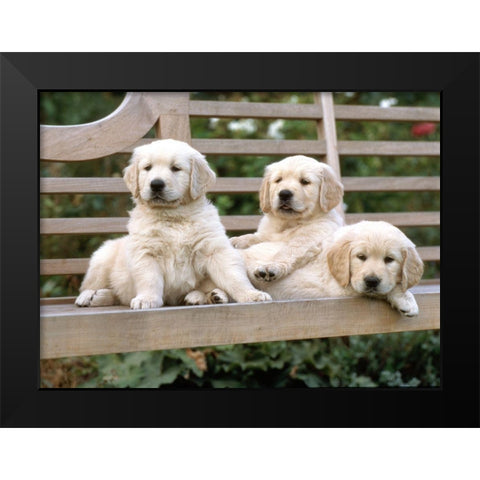relaxed labradors Black Modern Wood Framed Art Print by Hoenderkamp, Patrick
