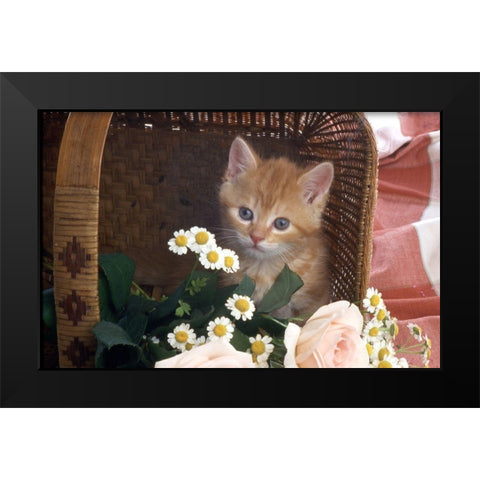 Cat in basket Black Modern Wood Framed Art Print by Hoenderkamp, Patrick