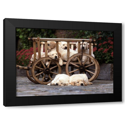 lazy labradors Black Modern Wood Framed Art Print by Hoenderkamp, Patrick