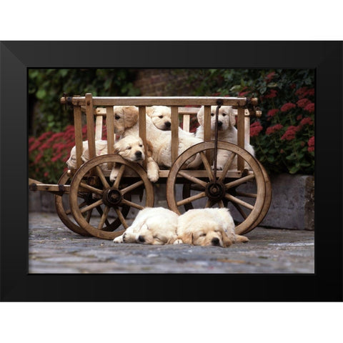 lazy labradors Black Modern Wood Framed Art Print by Hoenderkamp, Patrick