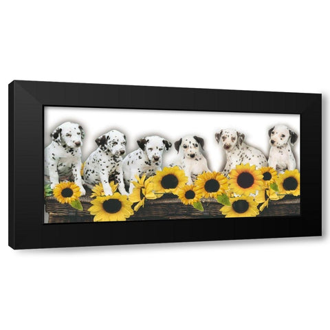 Puppies and Sunflowers Black Modern Wood Framed Art Print with Double Matting by Hoenderkamp, Patrick