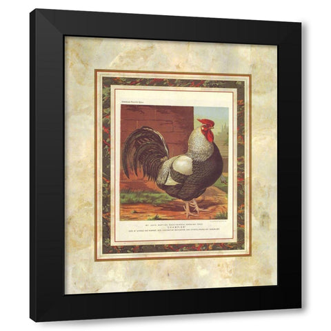 Rose-Combed Dorking Cock, Cassells Poultry Book Black Modern Wood Framed Art Print with Double Matting by Ludlow, J.W.