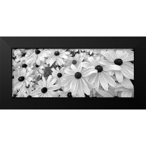 Black Eyed Susans Black Modern Wood Framed Art Print by Frates, Dennis