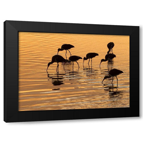 Ibis Sunset Black Modern Wood Framed Art Print by Turek, Eve