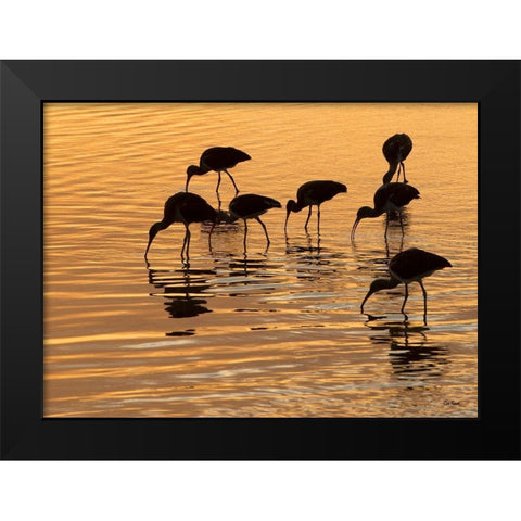 Ibis Sunset Black Modern Wood Framed Art Print by Turek, Eve