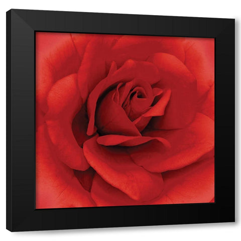 Anniversary Rose Black Modern Wood Framed Art Print by Kuchera, H