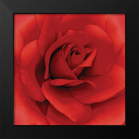 Anniversary Rose Black Modern Wood Framed Art Print by Kuchera, H