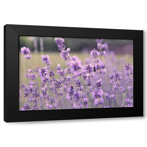 French Lavender Field Black Modern Wood Framed Art Print by Tillmanns, C.