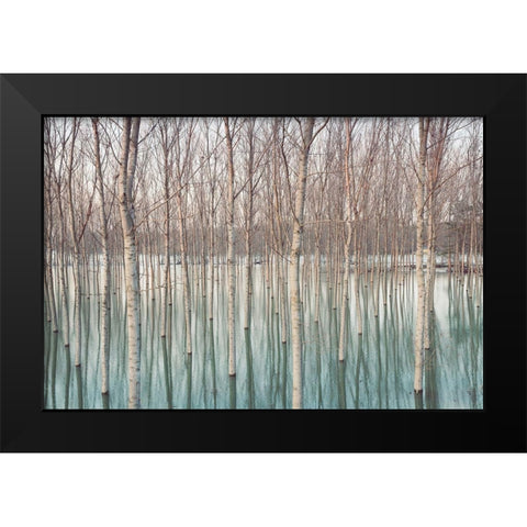 White Birches in the River  Black Modern Wood Framed Art Print by Ricordi, Andrea G.