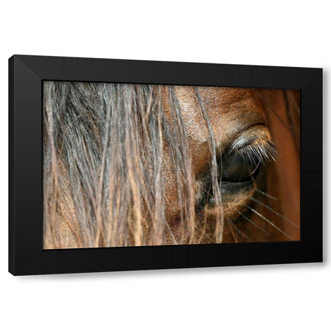 Beautiful close-up of a Horse Black Modern Wood Framed Art Print with Double Matting by Schalke, Melissa