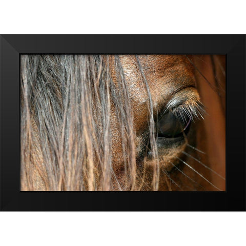 Beautiful close-up of a Horse Black Modern Wood Framed Art Print by Schalke, Melissa