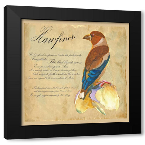 Hawfinch Illustration Black Modern Wood Framed Art Print with Double Matting by Kuco