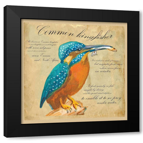 Common Kingfisher Black Modern Wood Framed Art Print by Kuco