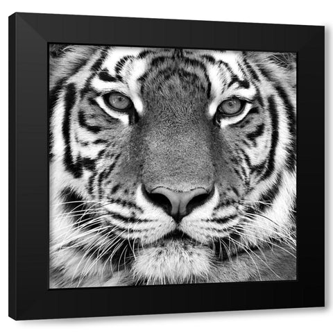 Tiger Portrait Black Modern Wood Framed Art Print by Kozlov, Oleg