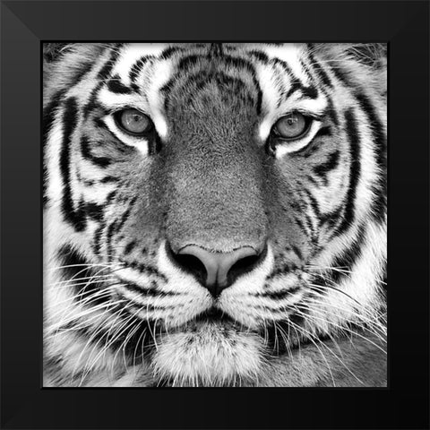 Tiger Portrait Black Modern Wood Framed Art Print by Kozlov, Oleg