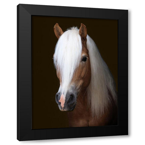 Stunning Stallion Black Modern Wood Framed Art Print by Baker, Nigel