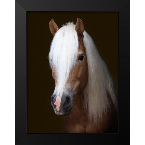 Stunning Stallion Black Modern Wood Framed Art Print by Baker, Nigel