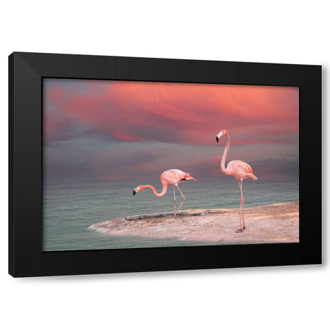 Pink Flamingos Black Modern Wood Framed Art Print with Double Matting by Sazonov, Vladmir