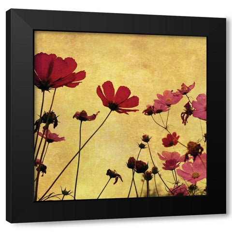 Country Poppies Black Modern Wood Framed Art Print by Anonymous