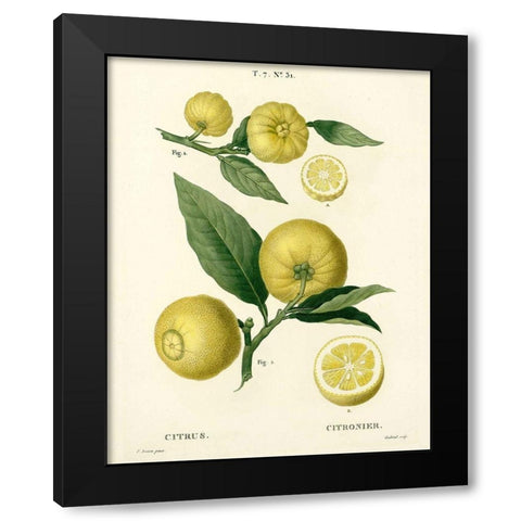 Lemon Plant Botanical Black Modern Wood Framed Art Print by Anonymous