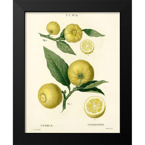 Lemon Plant Botanical Black Modern Wood Framed Art Print by Anonymous