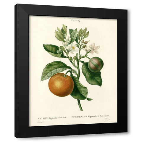 Citrus Plant Botanical Black Modern Wood Framed Art Print with Double Matting by Anonymous