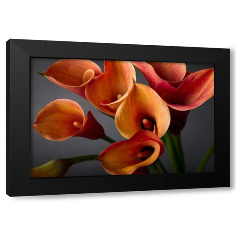Orange Calla Lilies Black Modern Wood Framed Art Print with Double Matting by Anonymous