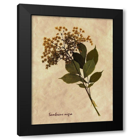 Pressed and Dried Antique Floral Black Modern Wood Framed Art Print by Anonymous