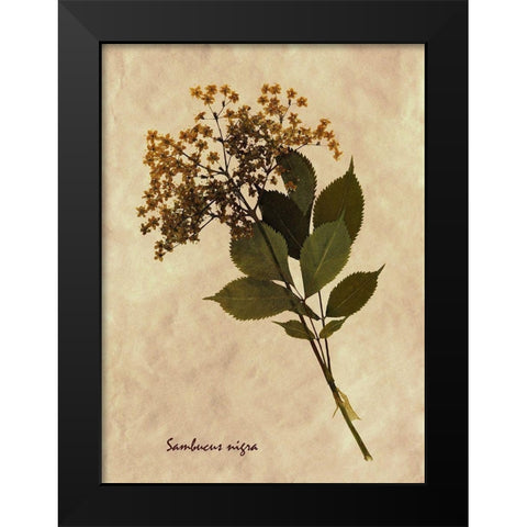 Pressed and Dried Antique Floral Black Modern Wood Framed Art Print by Anonymous
