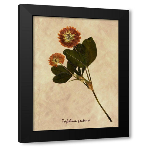 Pressed and Dried Red Clover Black Modern Wood Framed Art Print with Double Matting by Anonymous