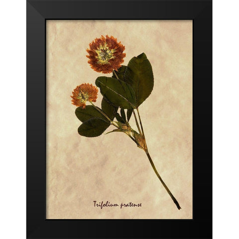 Pressed and Dried Red Clover Black Modern Wood Framed Art Print by Anonymous