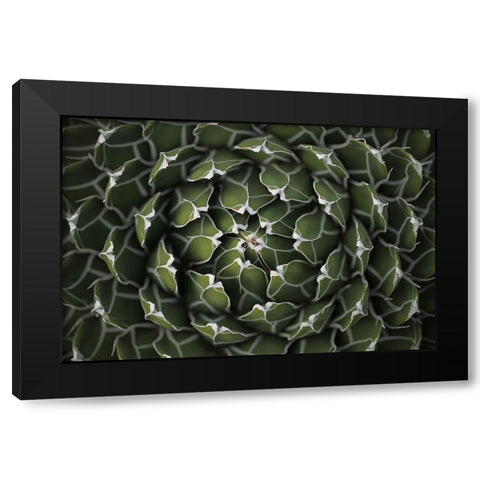 Circular Pattern Succulent Black Modern Wood Framed Art Print by Brown, Katrina