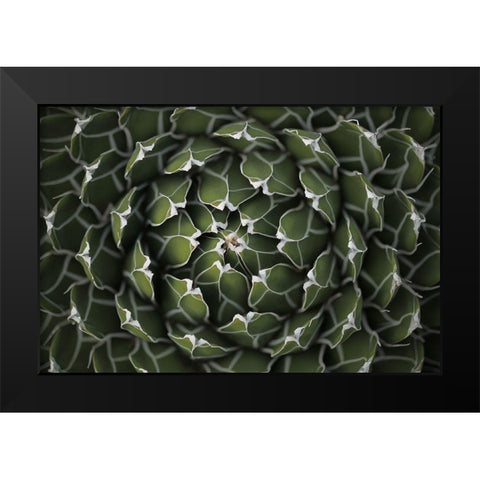 Circular Pattern Succulent Black Modern Wood Framed Art Print by Brown, Katrina